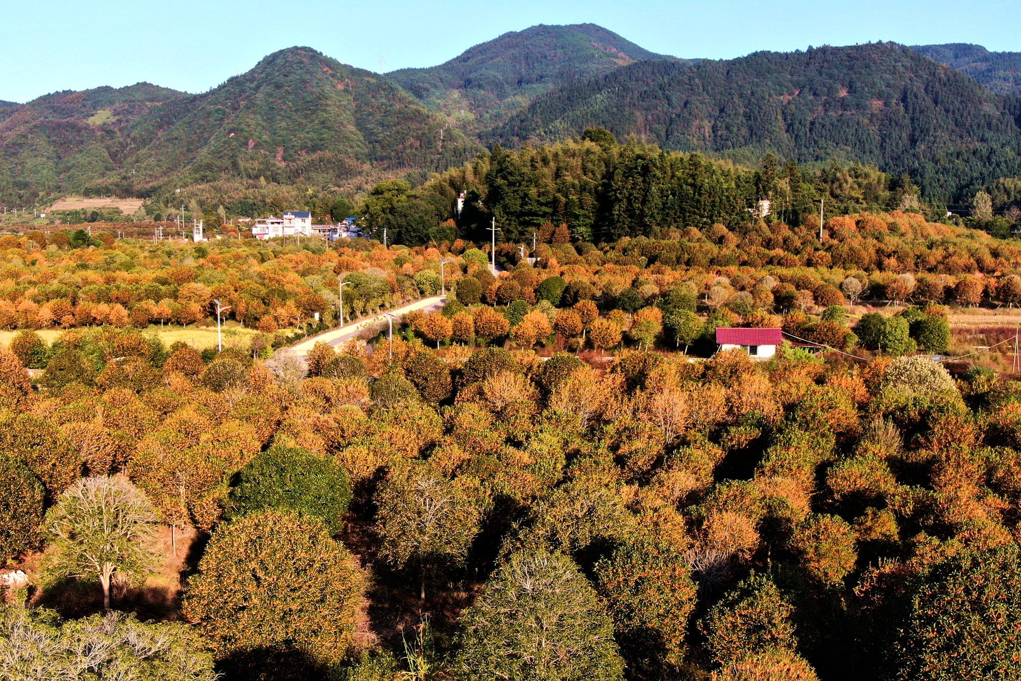 每日一景｜南平浦城枫溪乡：大山深处池家村 - 浦城风采 - 浦城新闻网